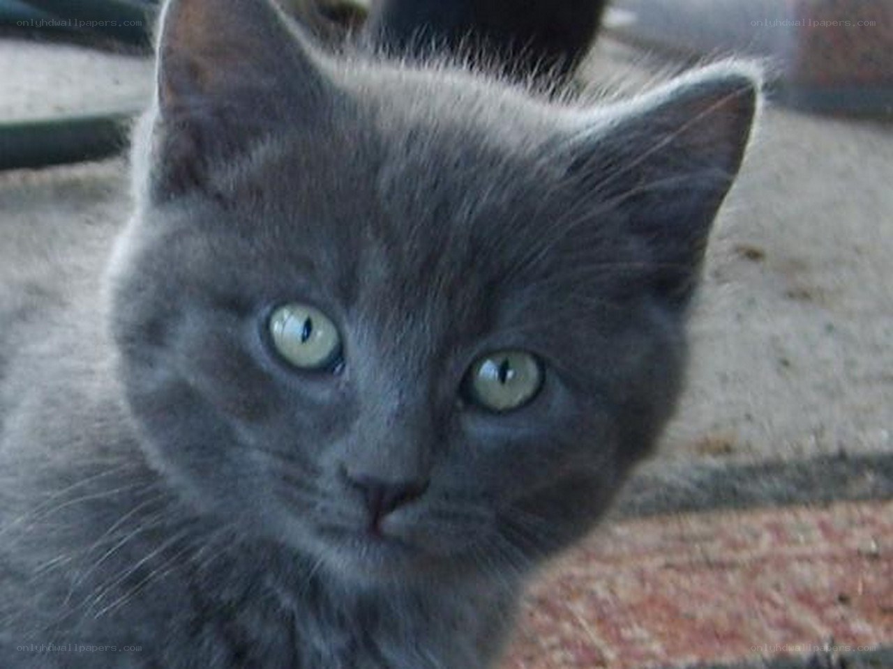 gray kitten with green eyes