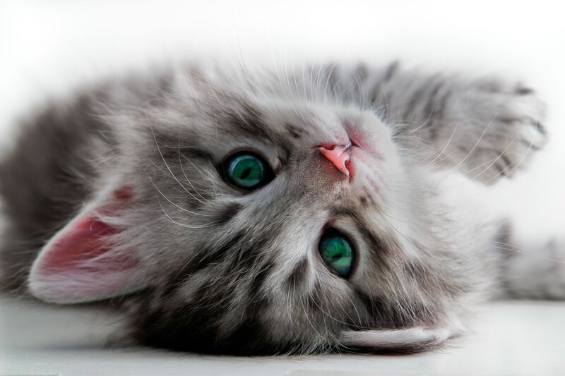 Gray Kitten with Green Eyes — Calm, Photograph