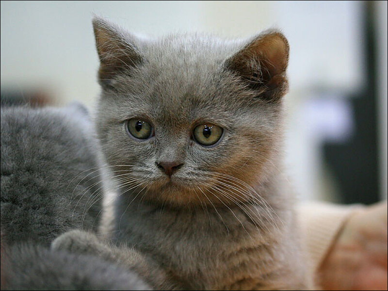 Gray Kitten with Green Eyes — Calm