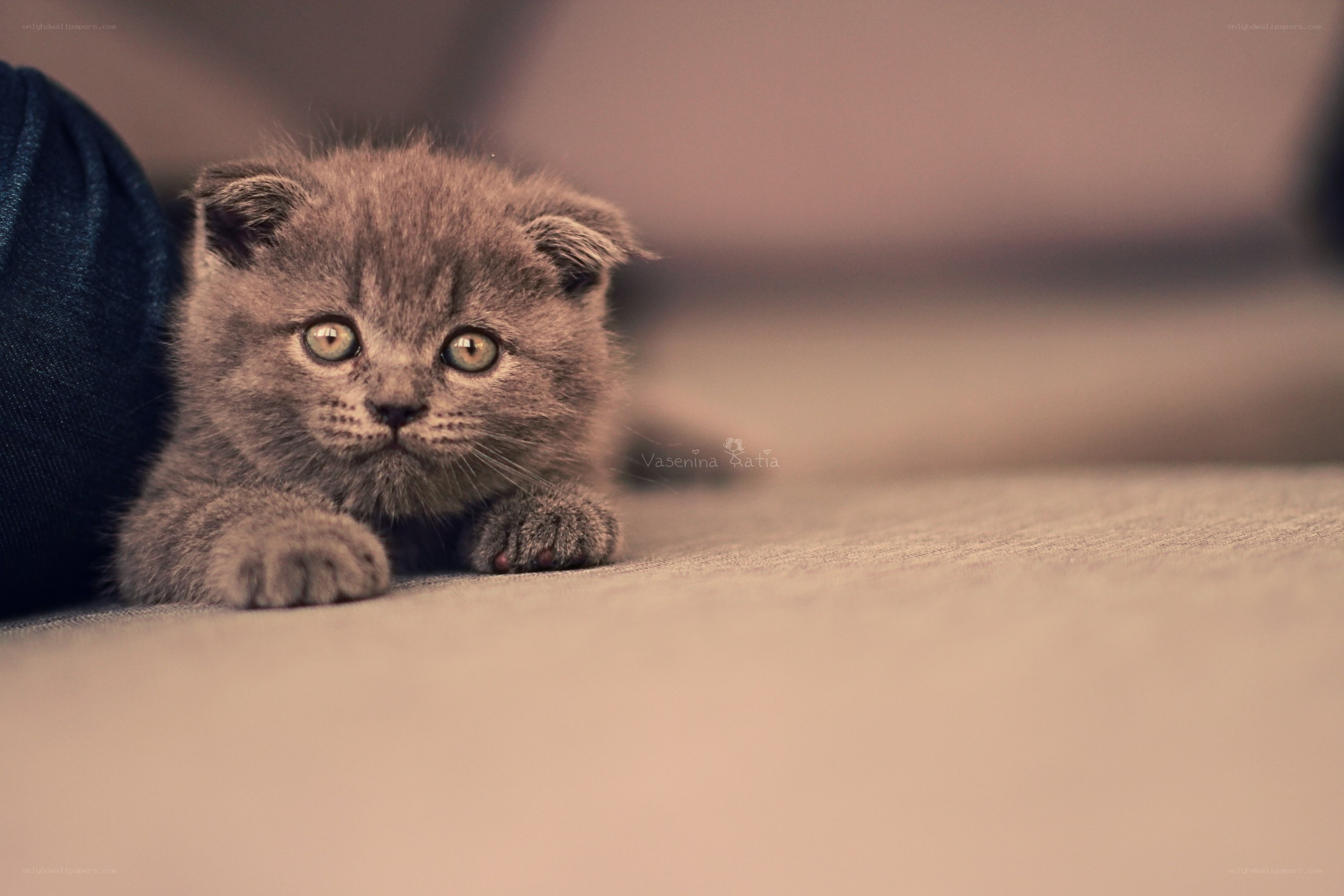 gray kitten with green eyes