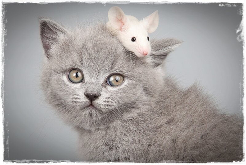 Gray Kitten with Mouse — Calm, Photograph