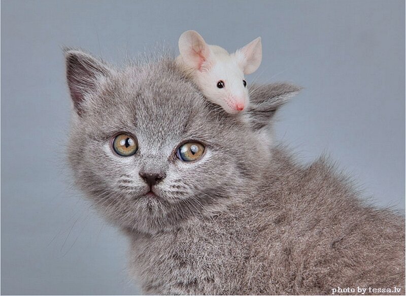 Gray Kitten with Mouse — Calm