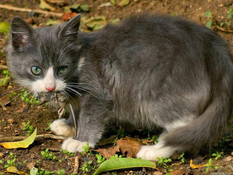 Gray Kitten with Mouse