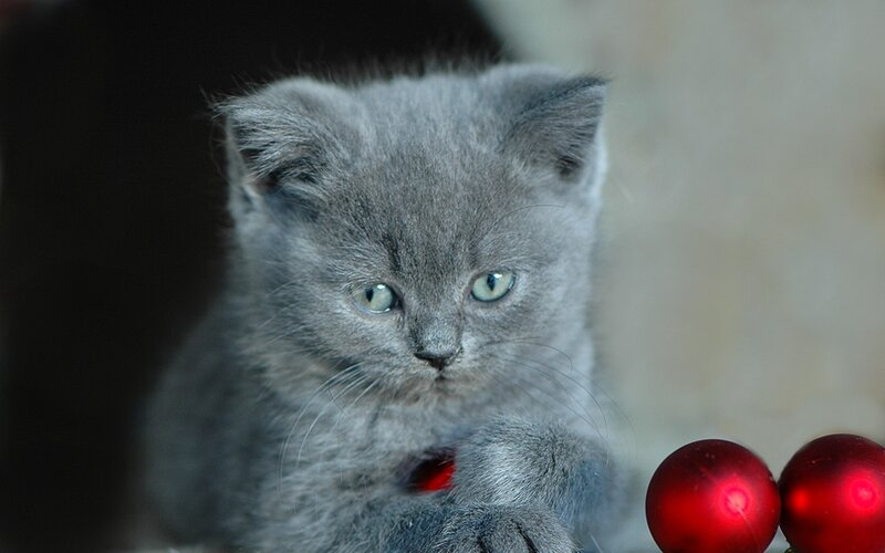 Gray Kitten with Ornaments — Calm
