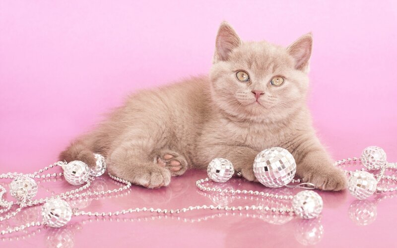 Gray Kitten with Ornaments — Pink, Playful, Photograph