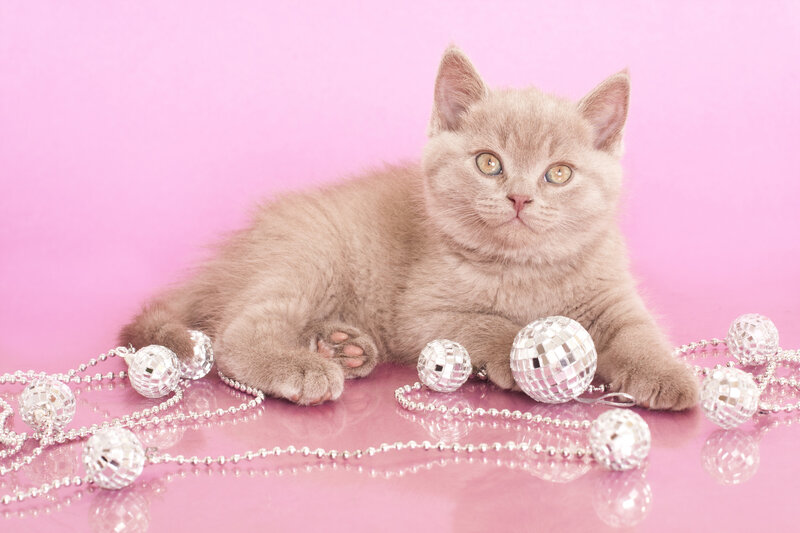 Gray Kitten with Ornaments — Pink, Playful