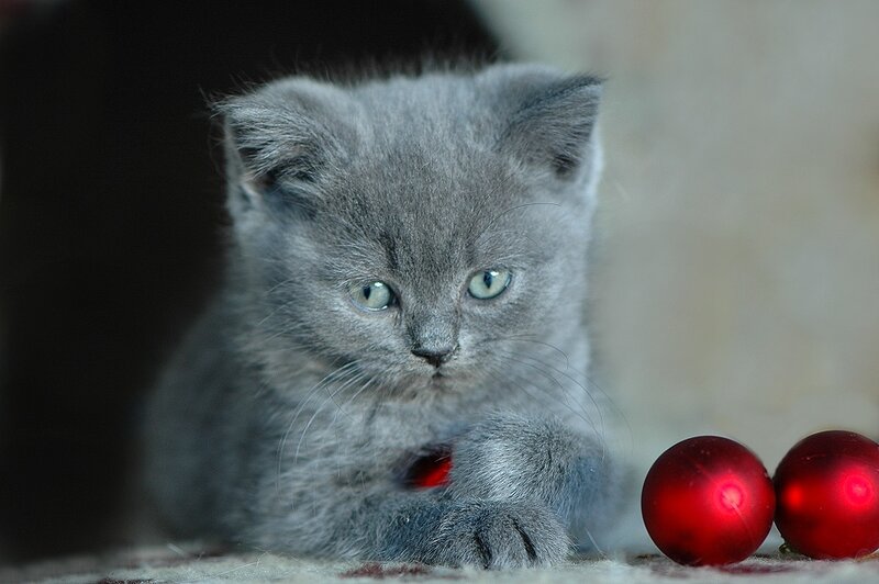 Gray Kitten with Ornaments