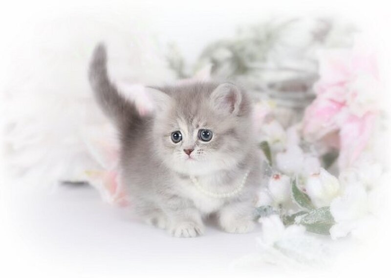 Gray Kitten with Pearls — Serene