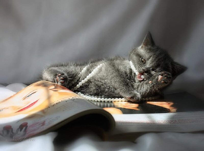 Gray Kitten with Pearls