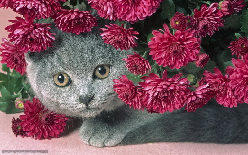 gray kitten with pink flowers