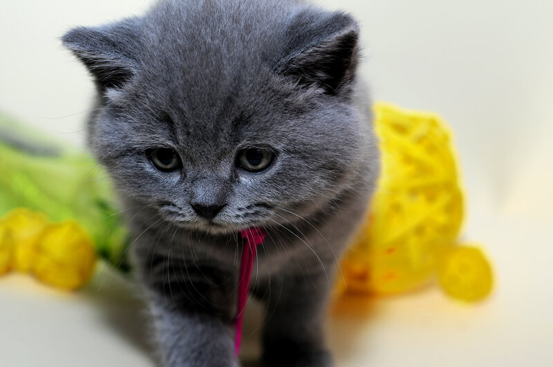 Gray Kitten with Pink Ribbon