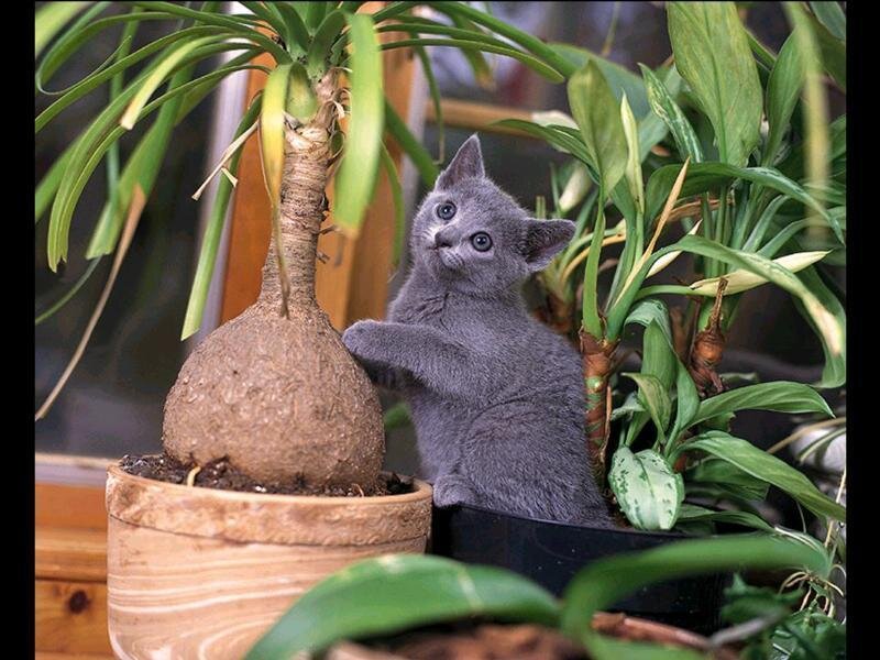 gray kitten with potted plant