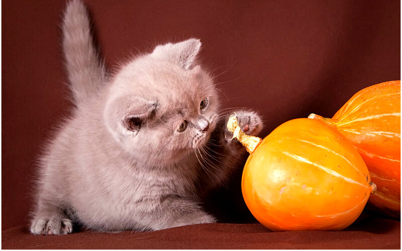 Gray Kitten with Pumpkin