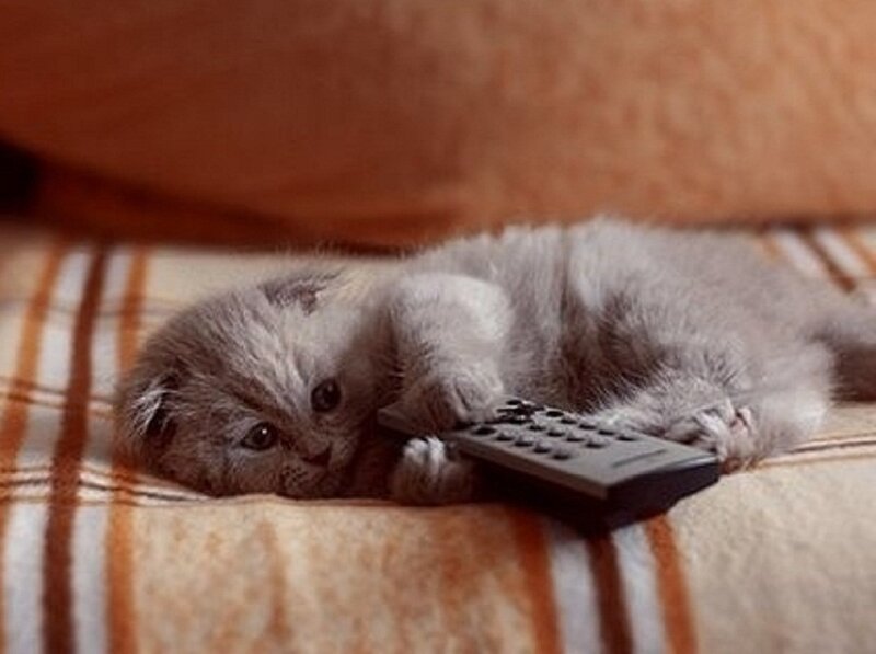 Gray Kitten with Remote