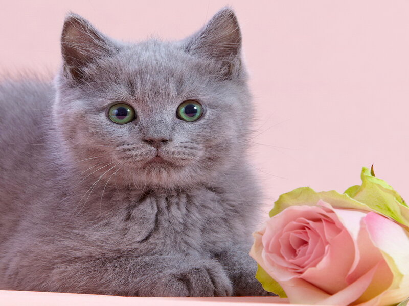 Gray Kitten with Rose