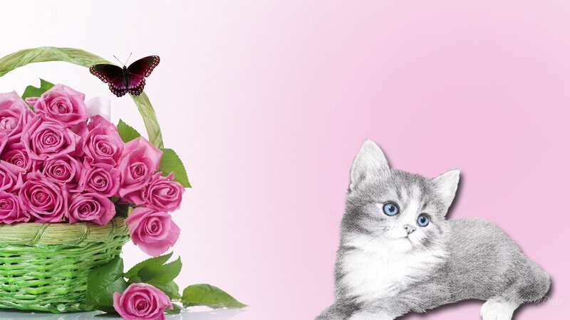 Gray Kitten with Roses