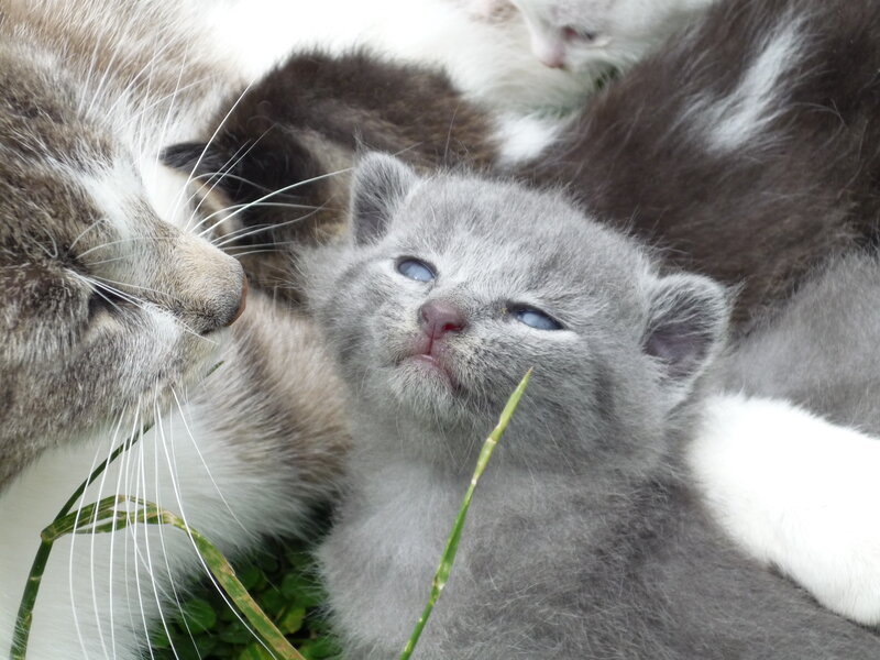 Gray Kitten with Siblings