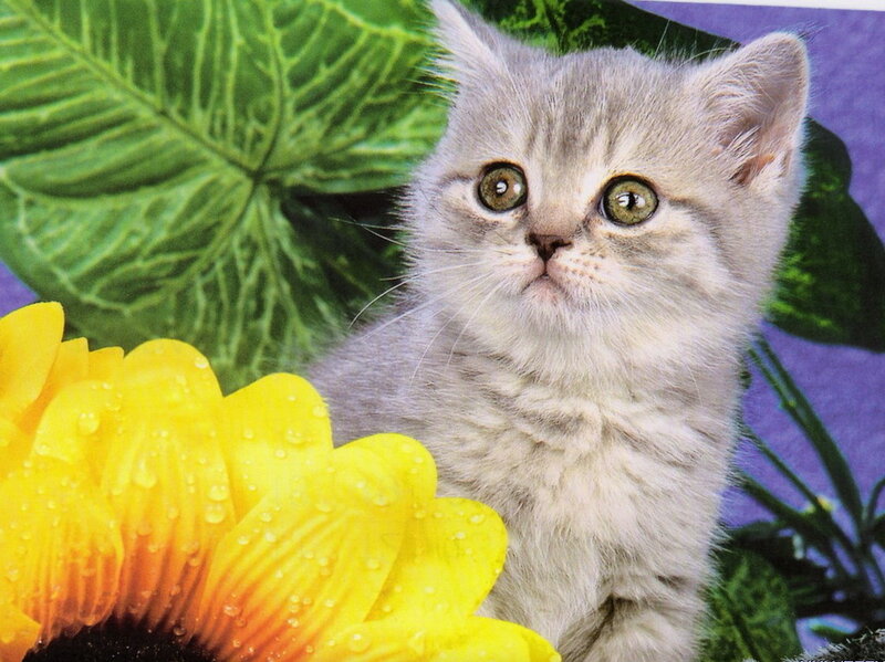 Gray Kitten with Sunflower