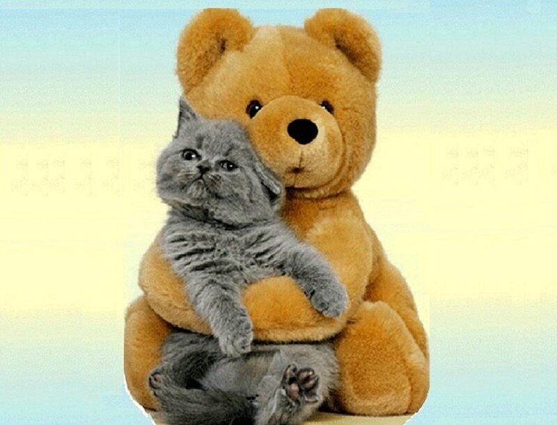 Gray Kitten with Teddy Bear