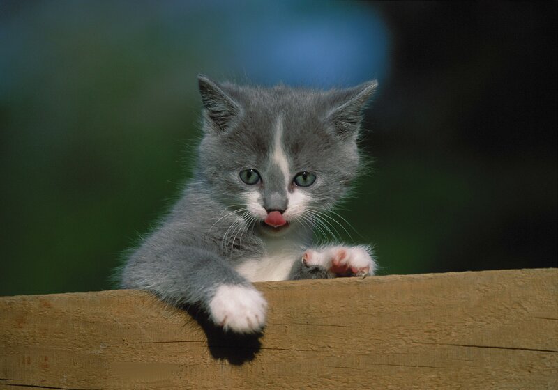 gray kitten with tongue out