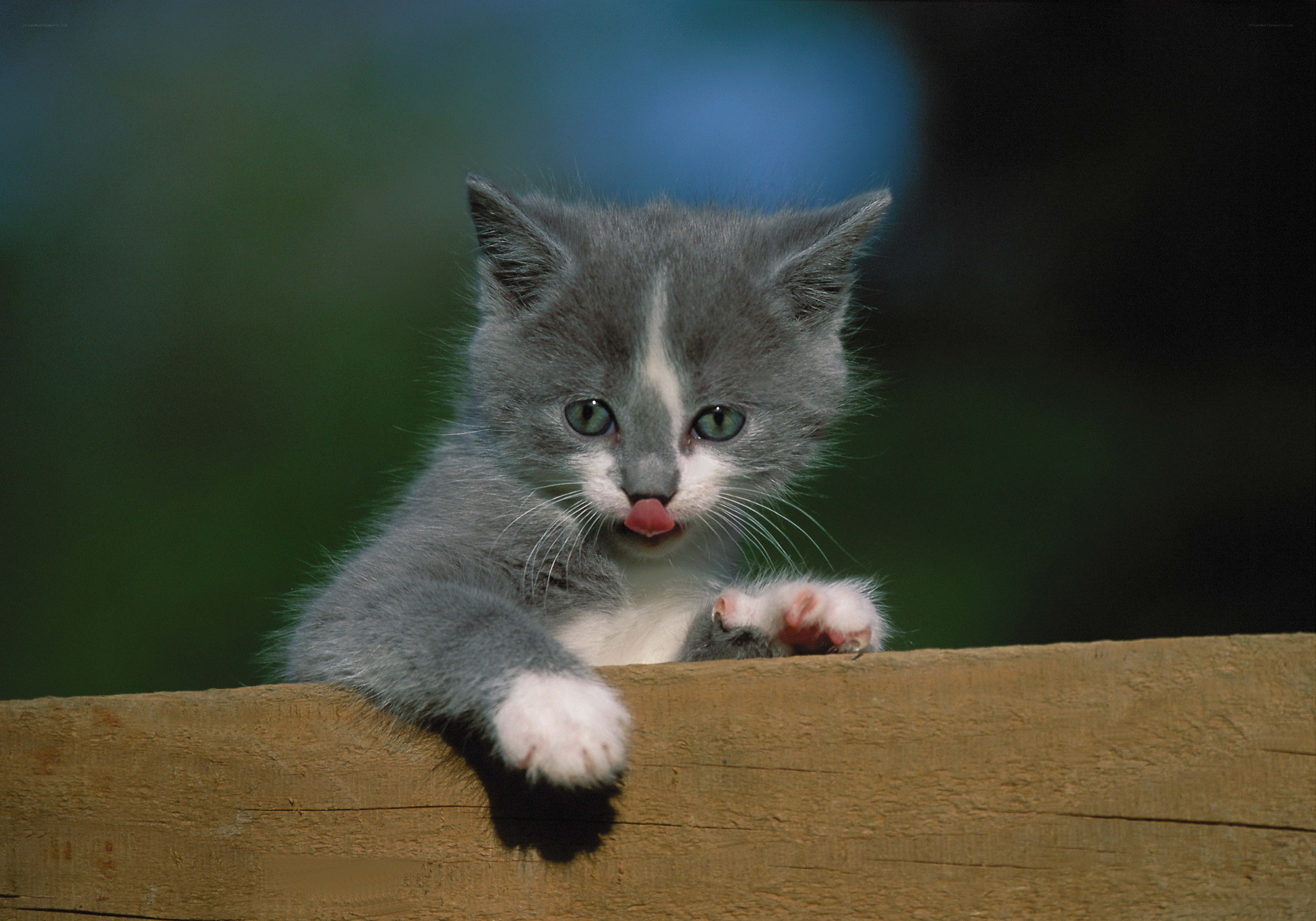 gray kitten with tongue out