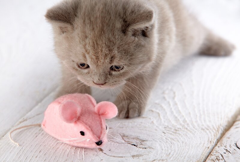 Gray Kitten with Toy Mouse — Calm