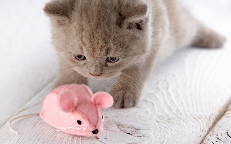 Gray Kitten with Toy Mouse
