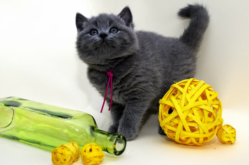 gray kitten with toys