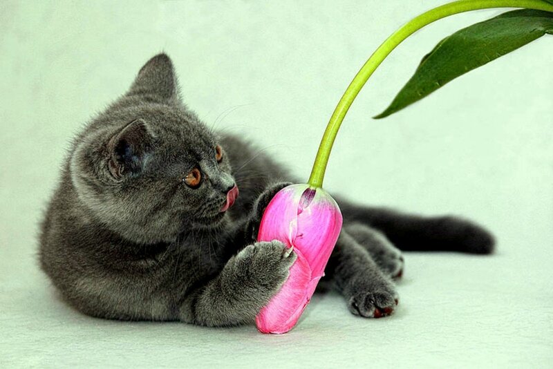 Gray Kitten with Tulip