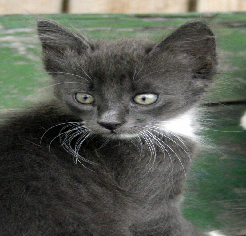 Gray Kitten with White Chest