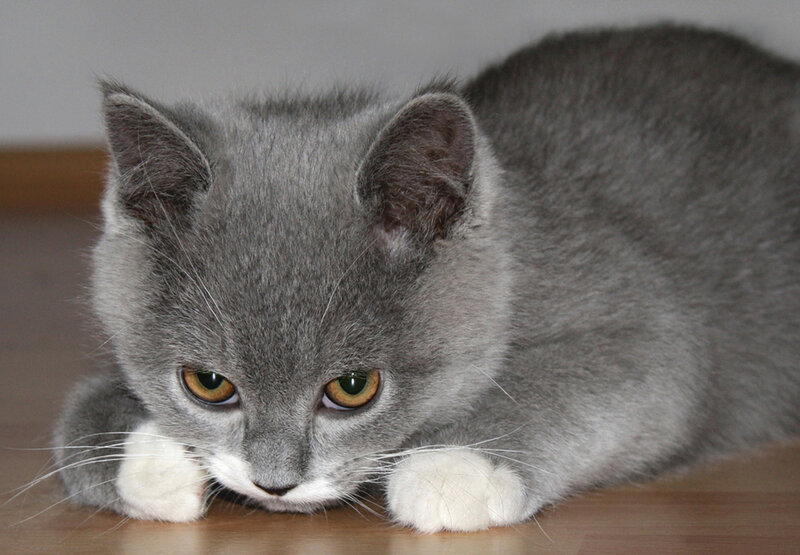 Gray Kitten with White Paws — Calm, Photograph
