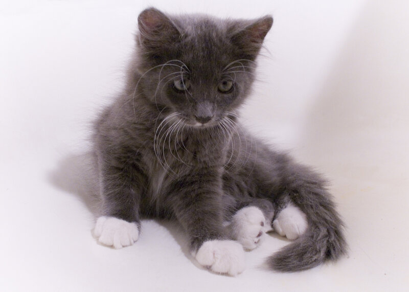 Gray Kitten with White Paws — Calm