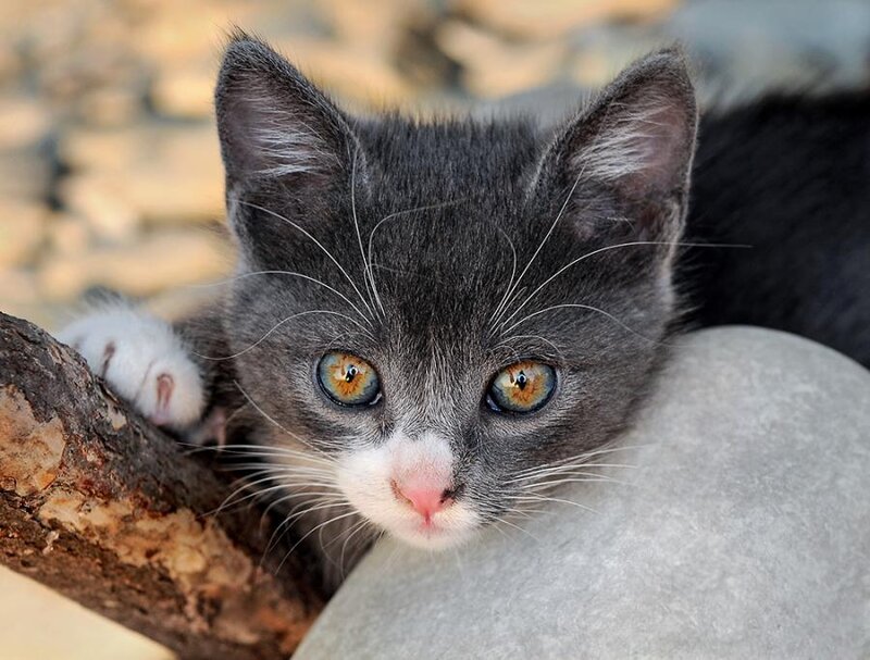 Gray Kitten with White Paws — Curious