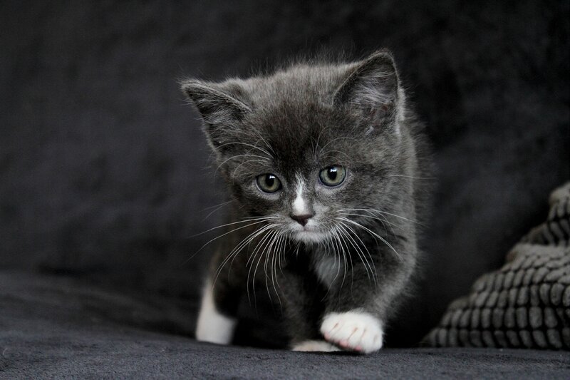 gray kitten with white paws