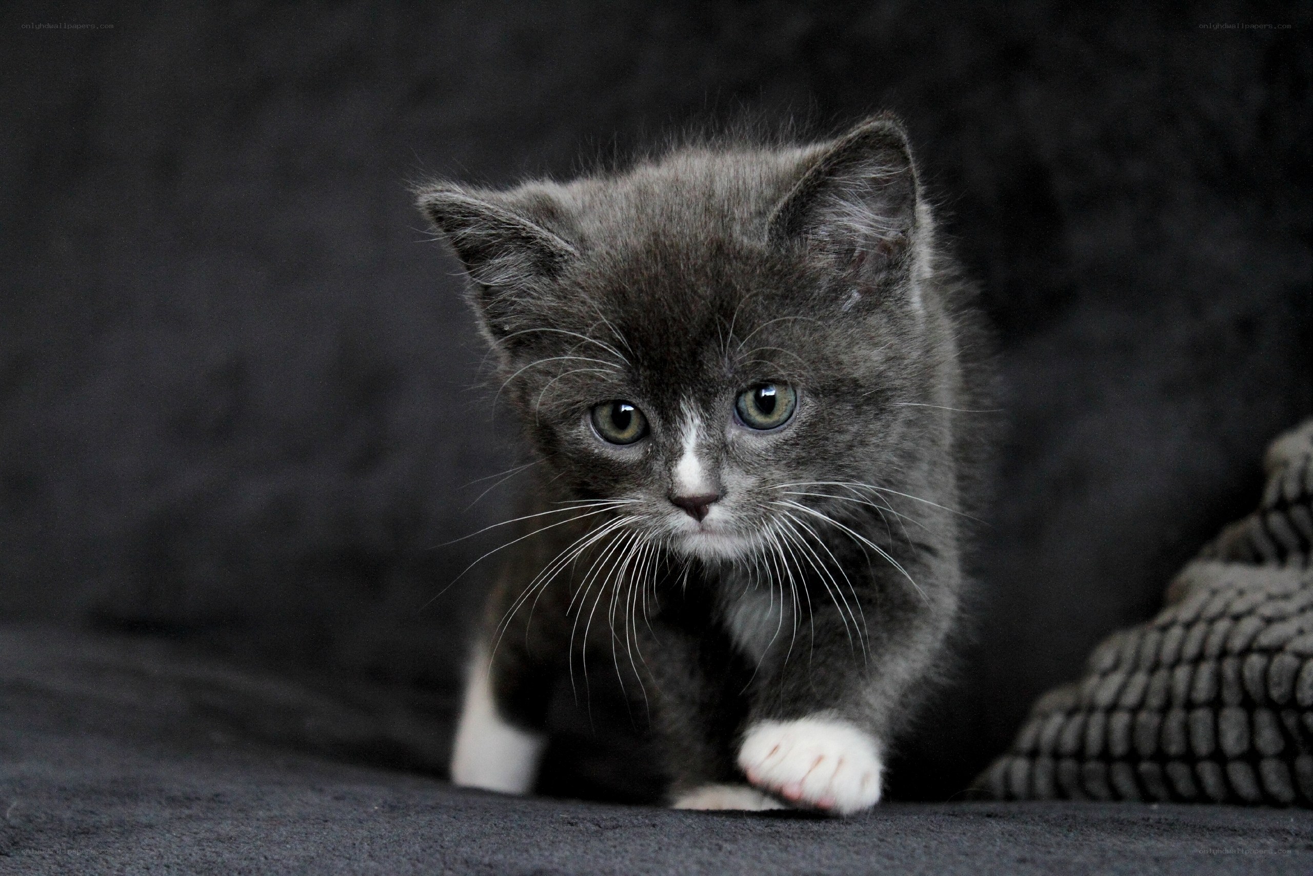 gray kitten with white paws