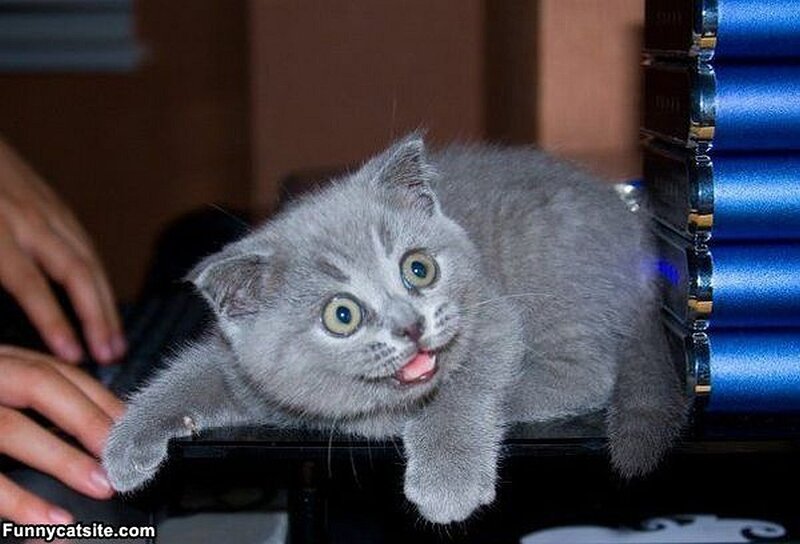 gray kitten with wide eyes