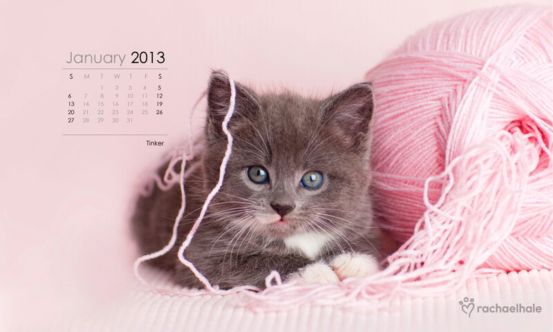 Gray Kitten with Yarn — Pink