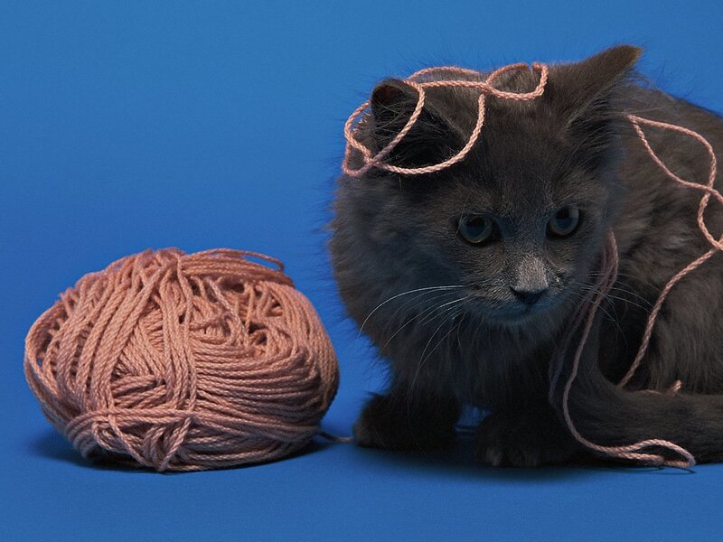 Gray Kitten with Yarn