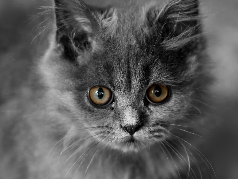 Gray Kitten with Yellow Eyes — Intense, Photograph