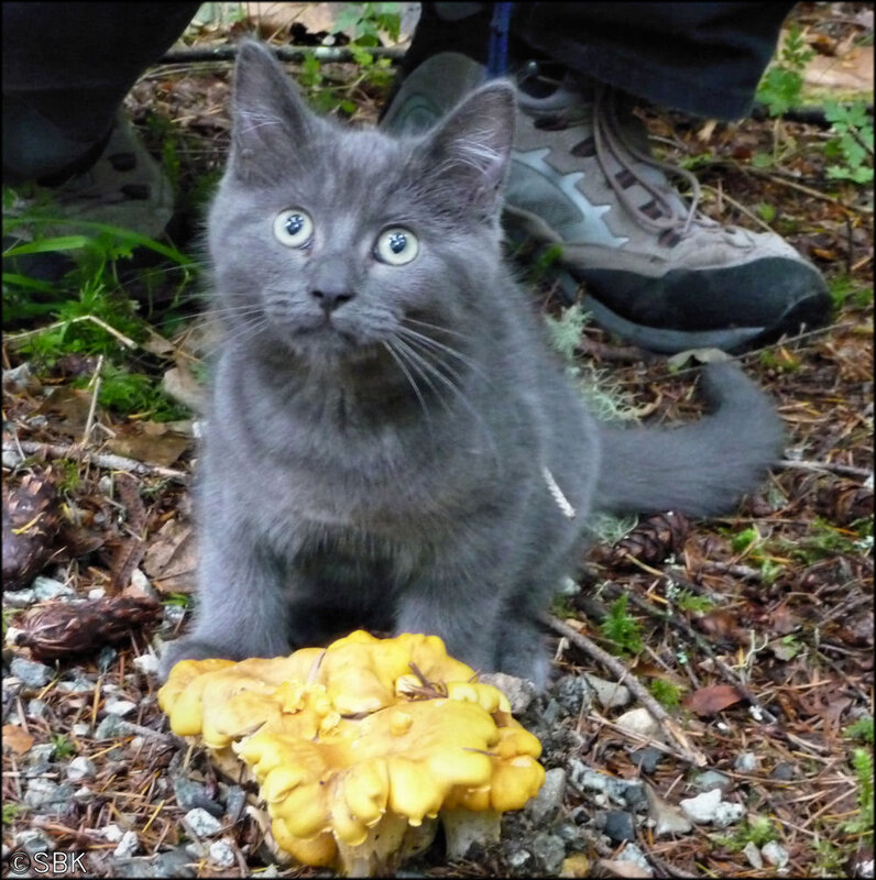 gray kitten with yellow mushroom