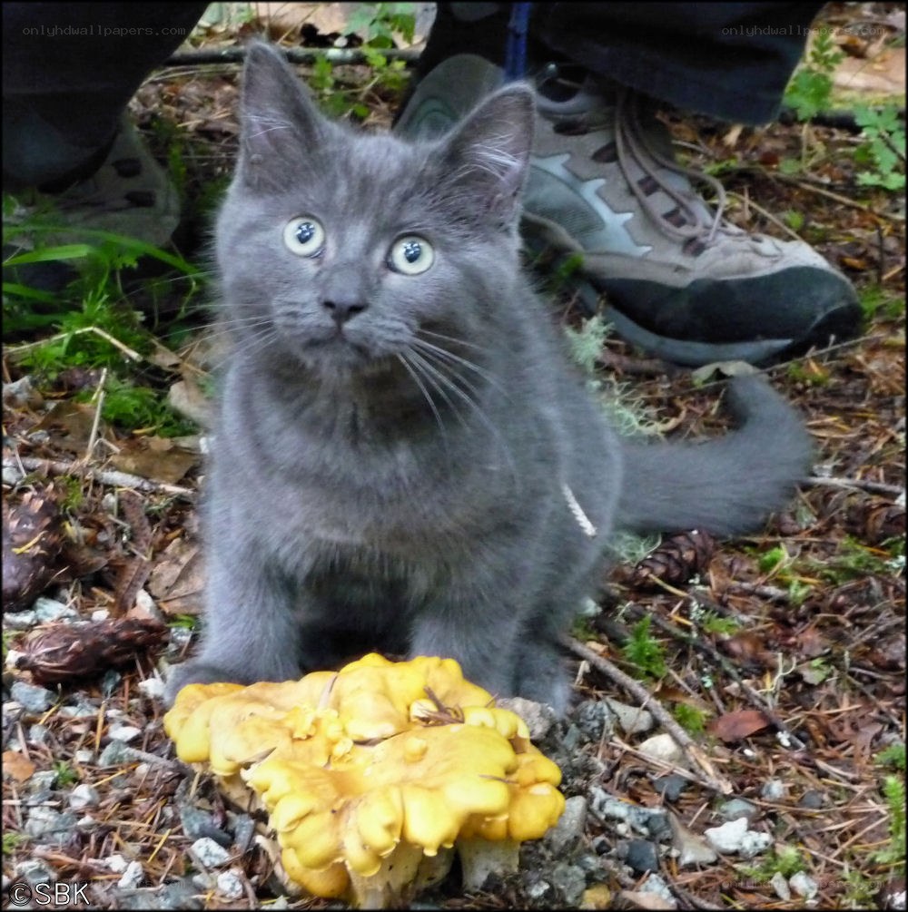 gray kitten with yellow mushroom