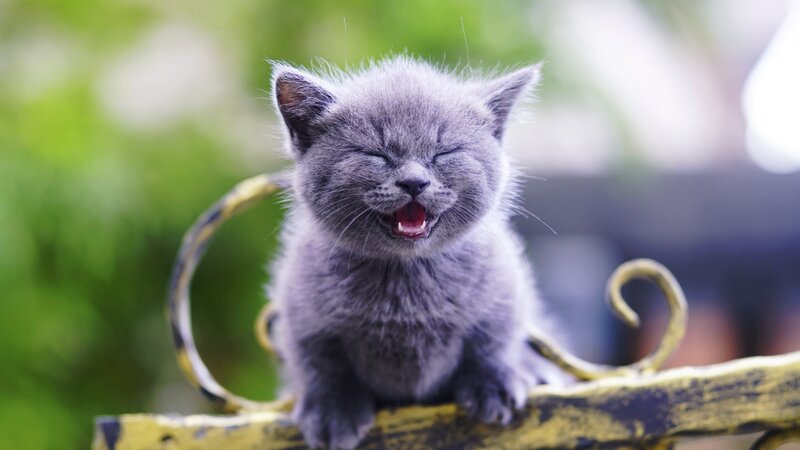 Gray Kitten Yawning — Calm, Afternoon