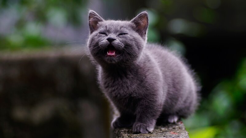 Gray Kitten Yawning — Calm, Photograph, Stone