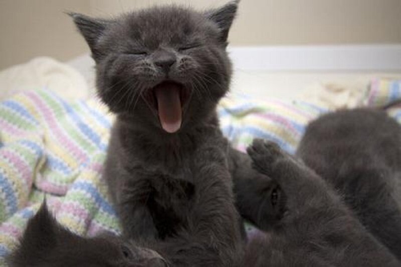 Gray Kitten Yawning — Calm, Photograph
