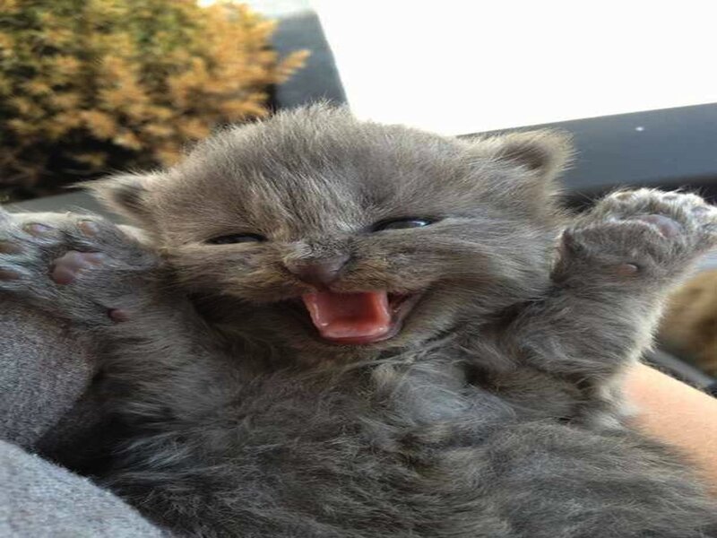 Gray Kitten Yawning — Calm