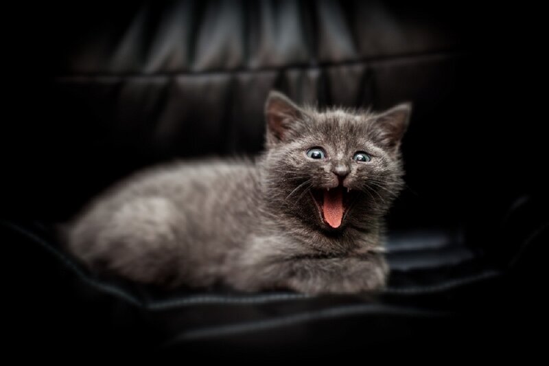 Gray Kitten Yawning — Dramatic