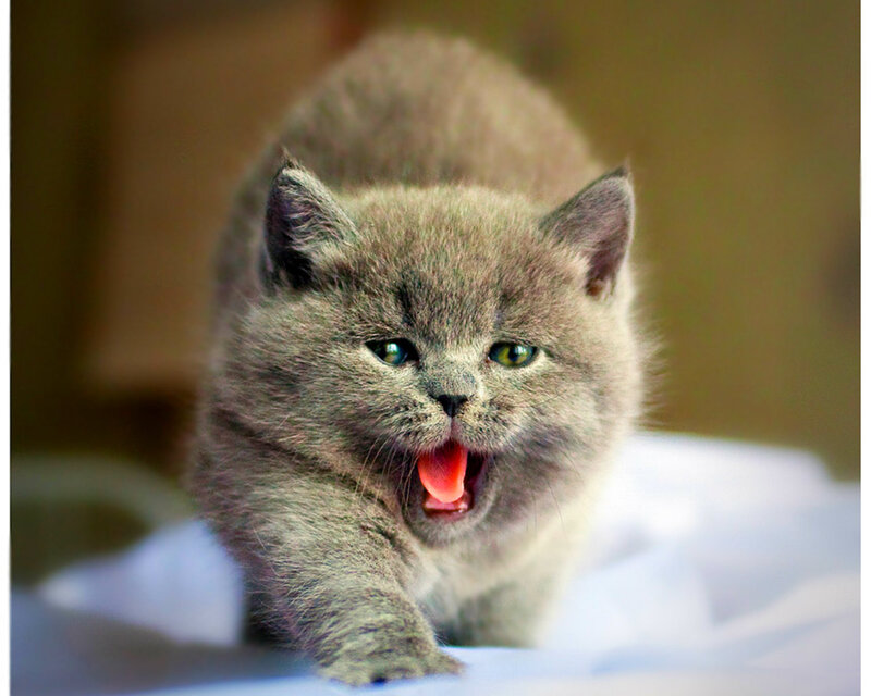 Gray Kitten Yawning — Playful