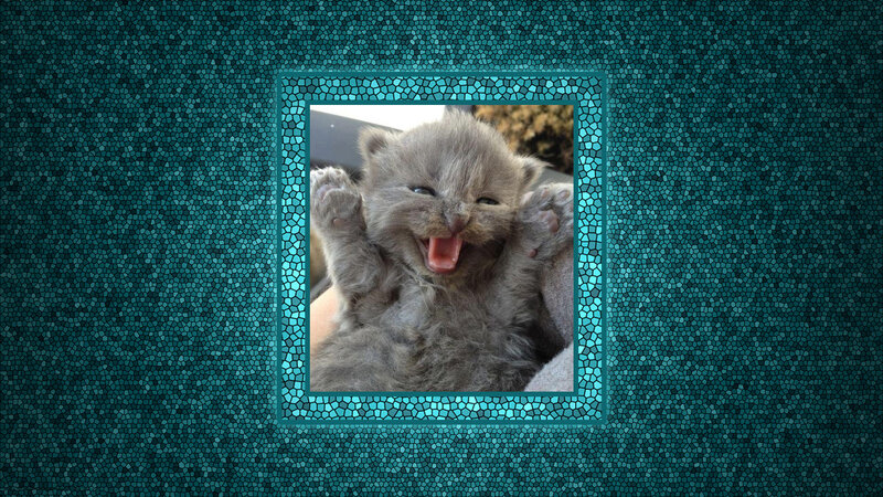 Gray Kitten Yawning — Teal