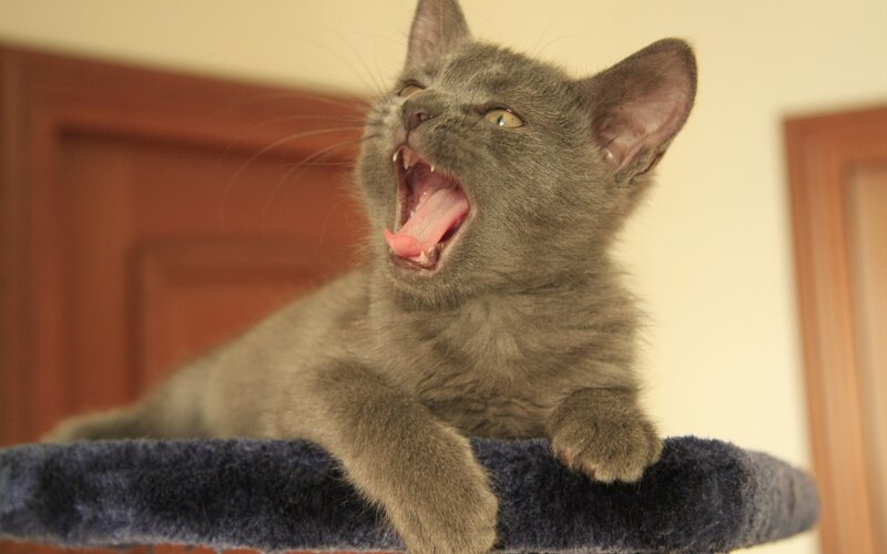 gray kitten yawning