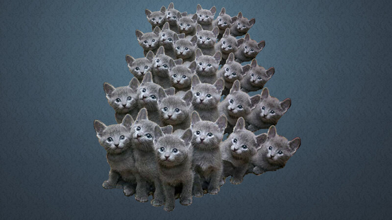 Gray Kittens Arranged in Pyramid